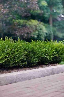 BOREALIS Wall and Edge | Techo-Bloc - Image 7